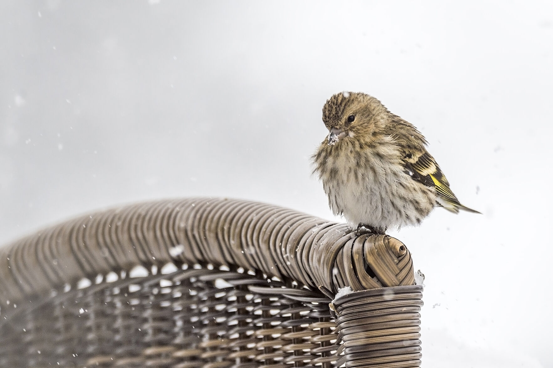 Pine siskin
